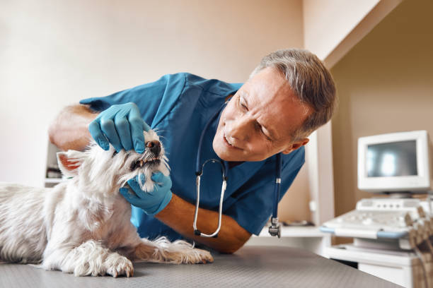 Best Broken Tooth Emergency  in Lapwai, ID